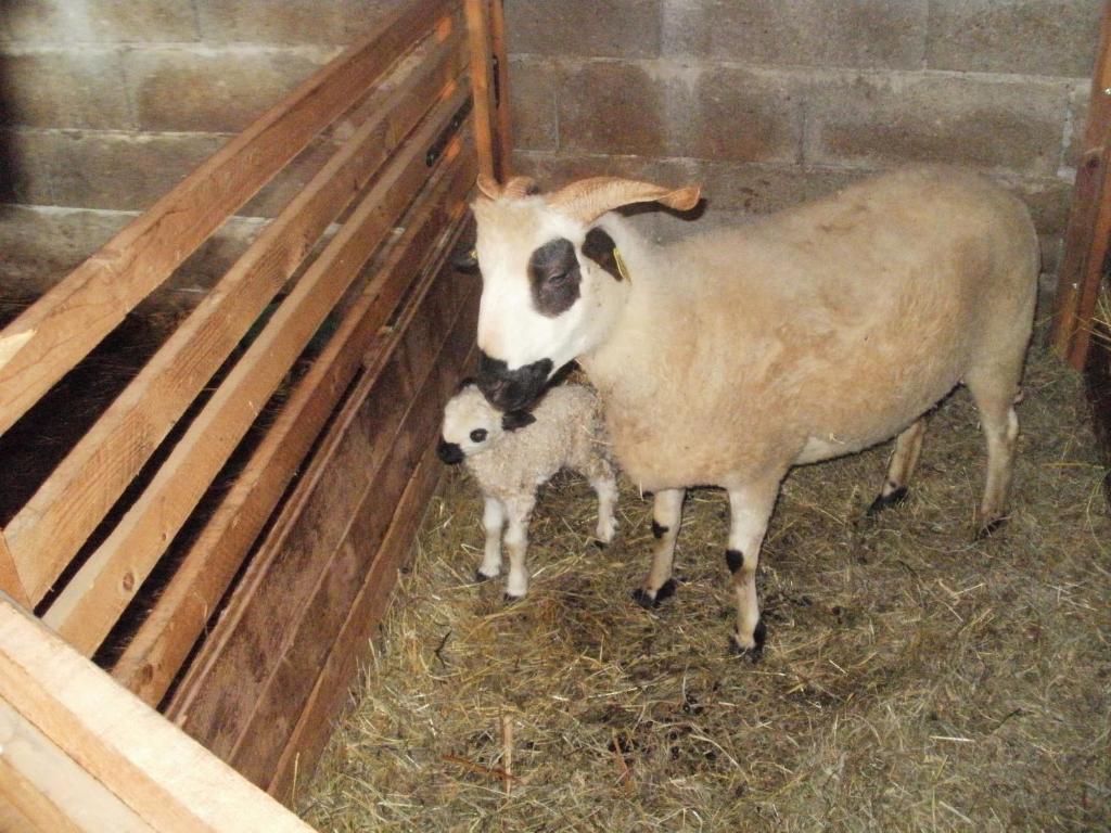Chambre D'Hote La Petite Bergerie Abondance Exteriör bild